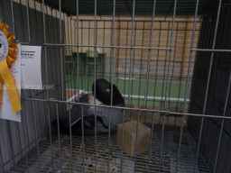 XIV Concurso Exposición de Palomas de Raza en Mula 2024